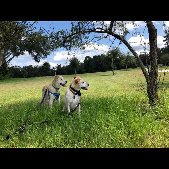 Meet your Posher, Elizabeth - Picture 3 of 4